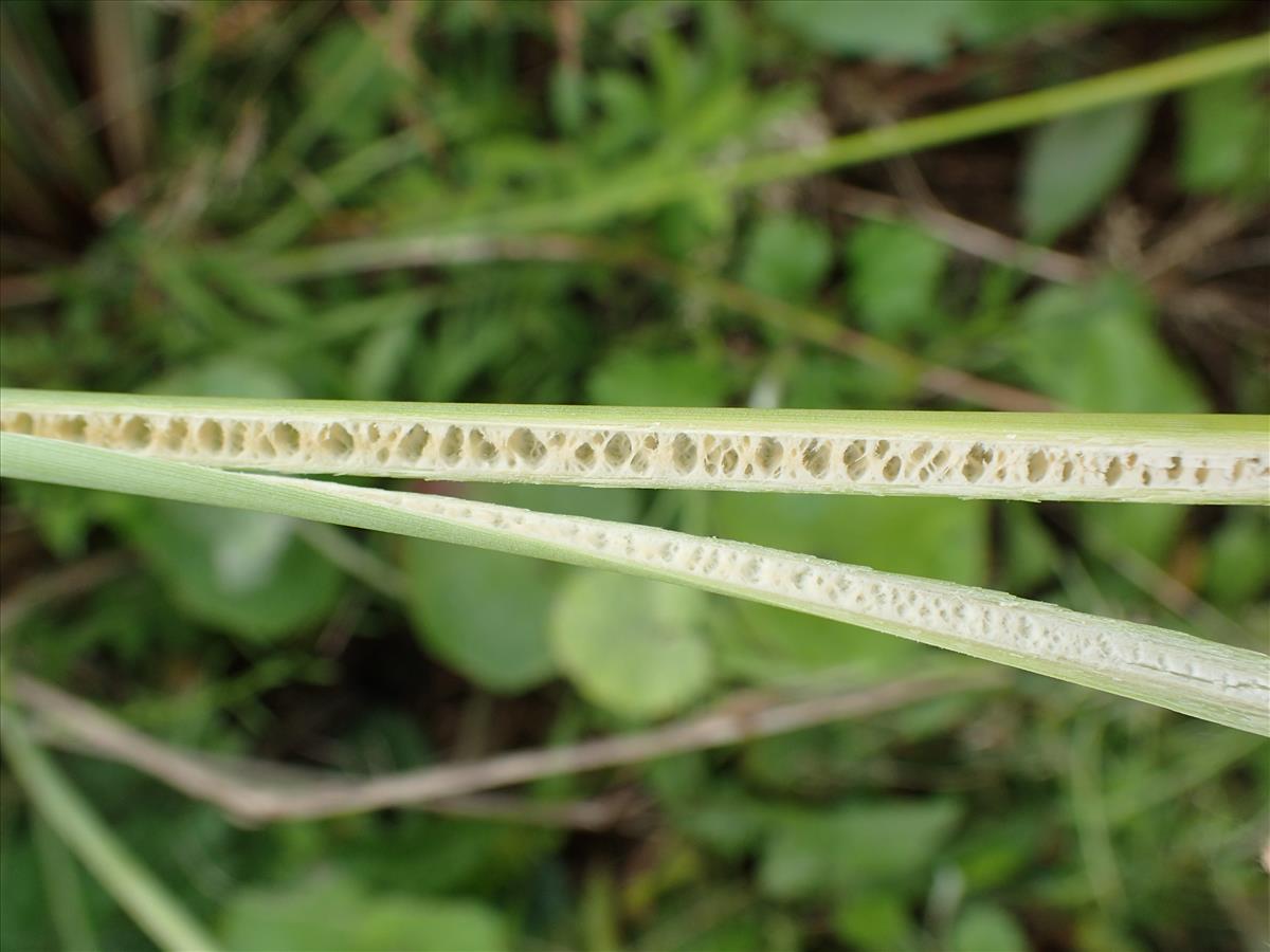 Juncus subglaucus (door Sipke Gonggrijp)