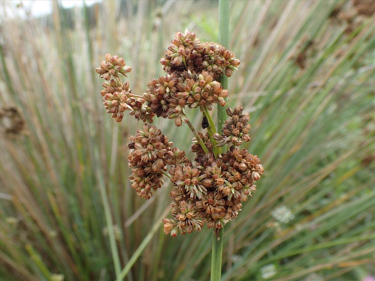 Juncus subglaucus (door Sipke Gonggrijp)