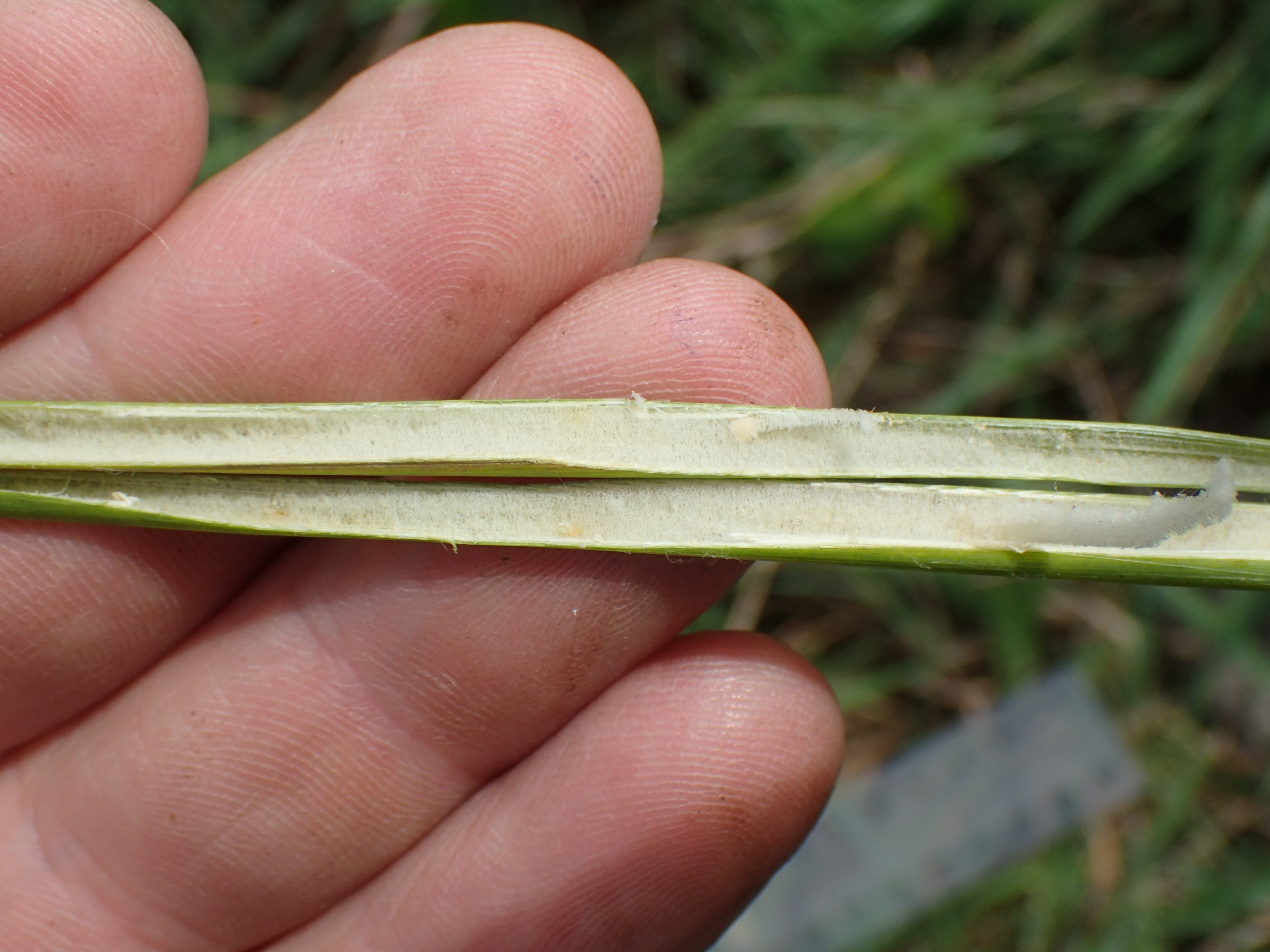 Juncus pallidus (door Sipke Gonggrijp)