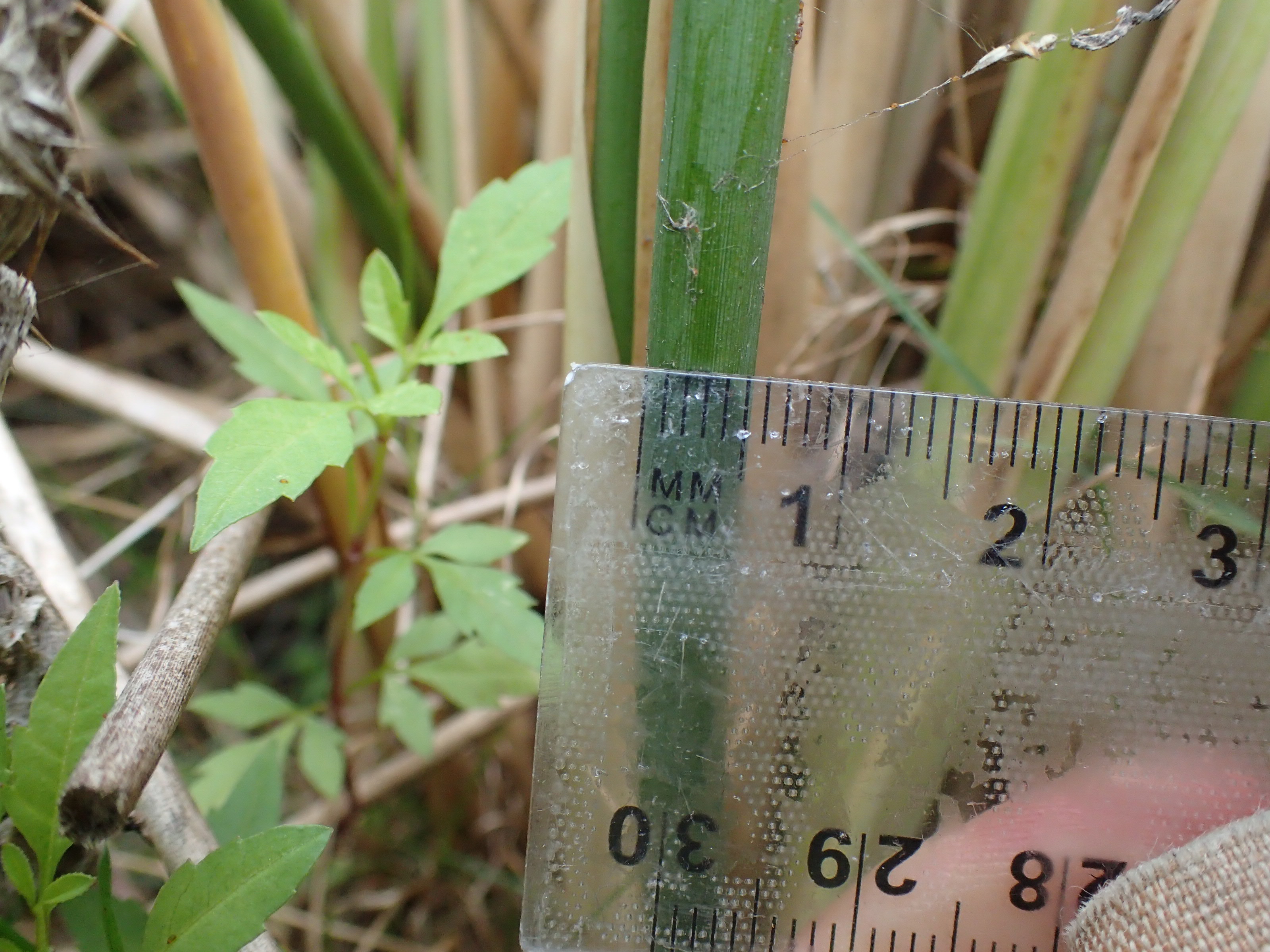 Juncus pallidus (door Sipke Gonggrijp)