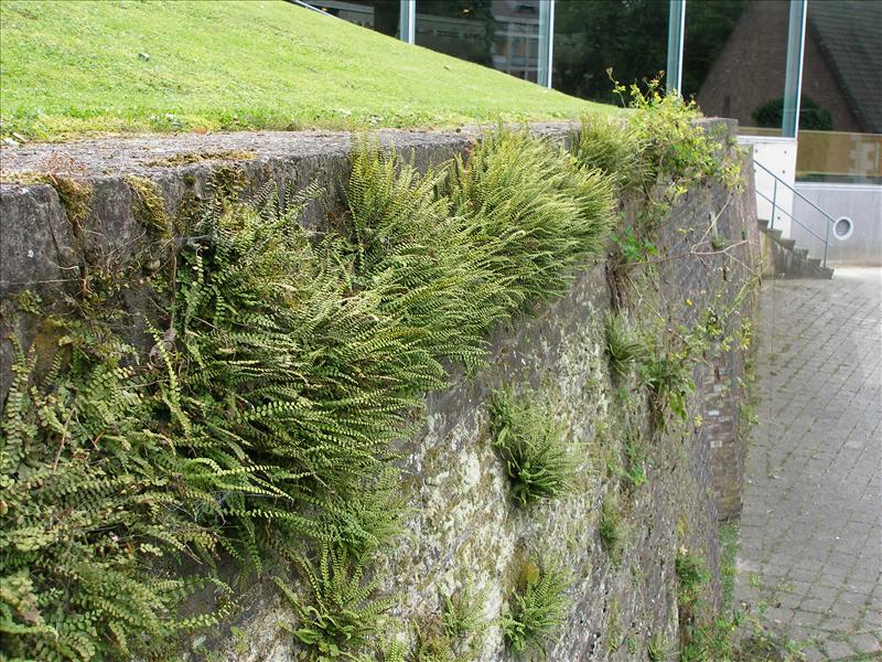 Asplenium trichomanes (door Piet Bremer )