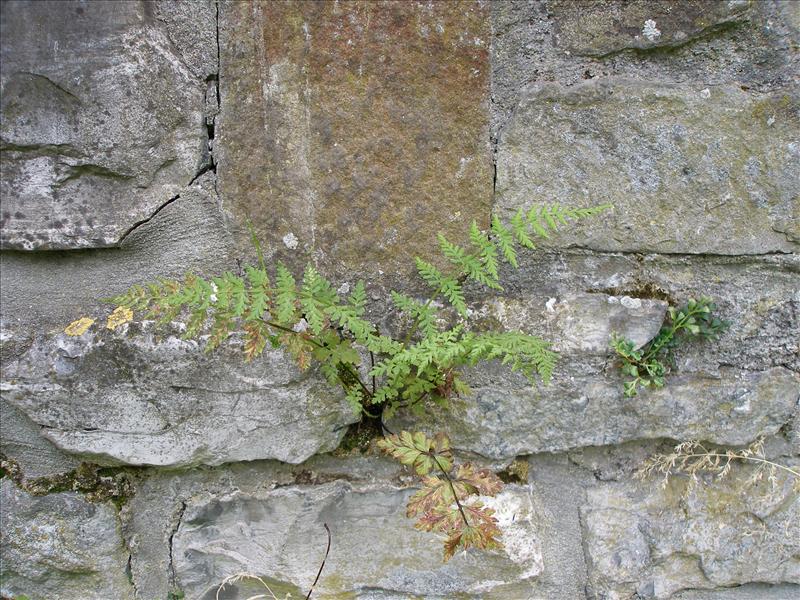 Cystopteris fragilis (door Piet Bremer )