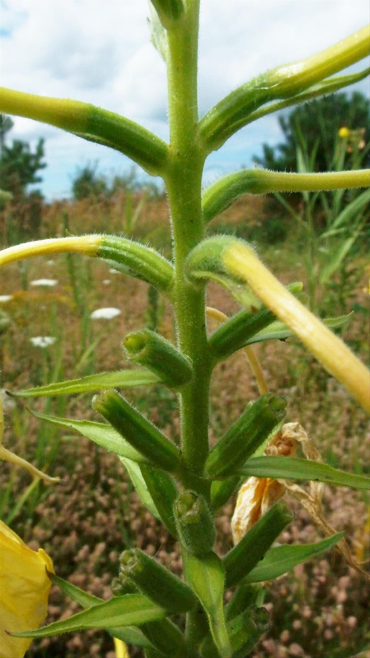 Oenothera oehlkersii (door Sipke Gonggrijp)