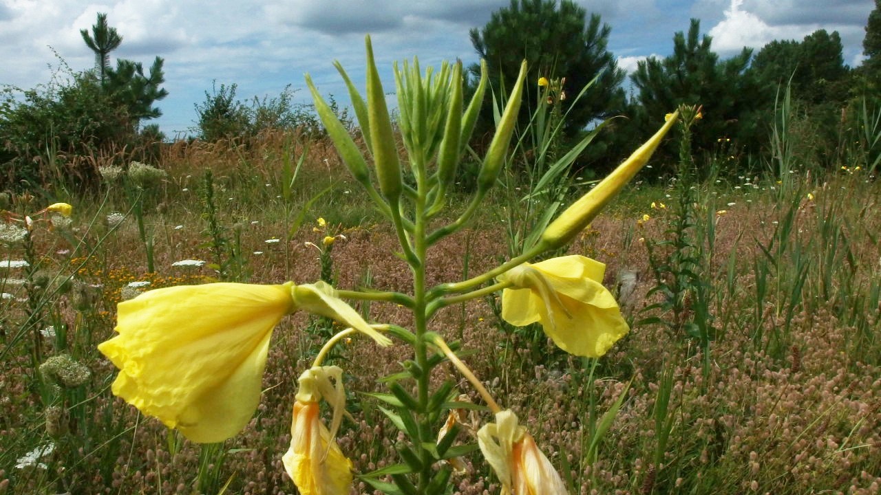 Oenothera oehlkersii (door Sipke Gonggrijp)