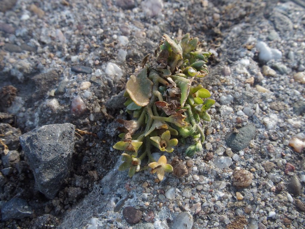 Mazus pumilus (door Willemien Troelstra)