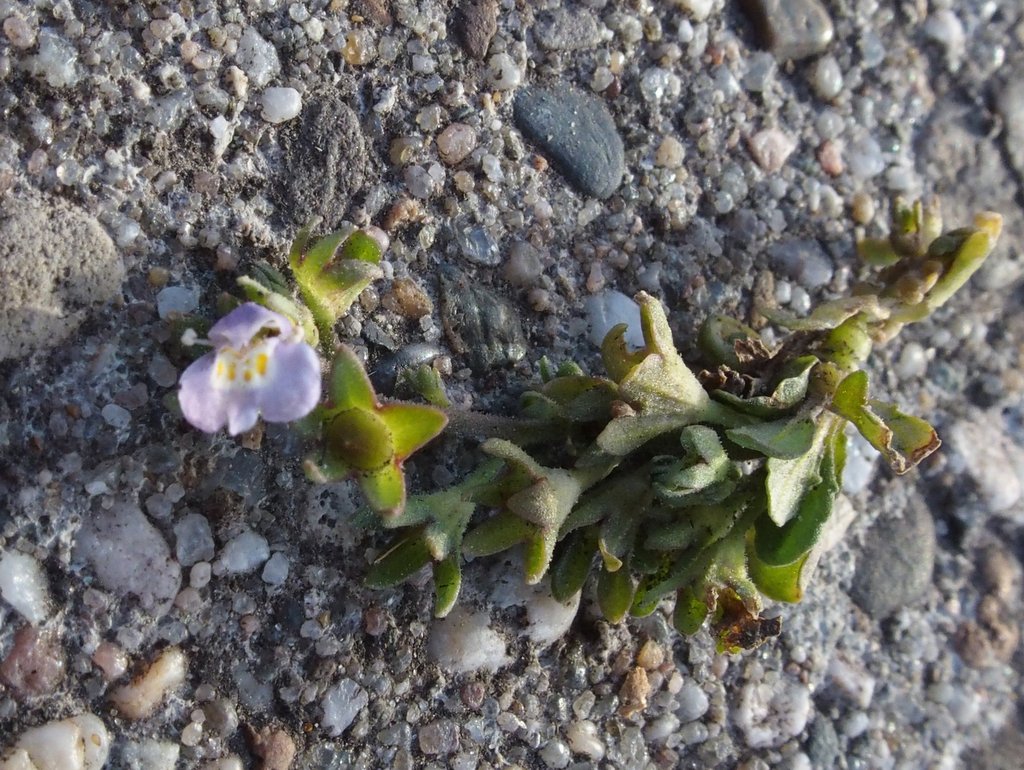 Mazus pumilus (door Willemien Troelstra)