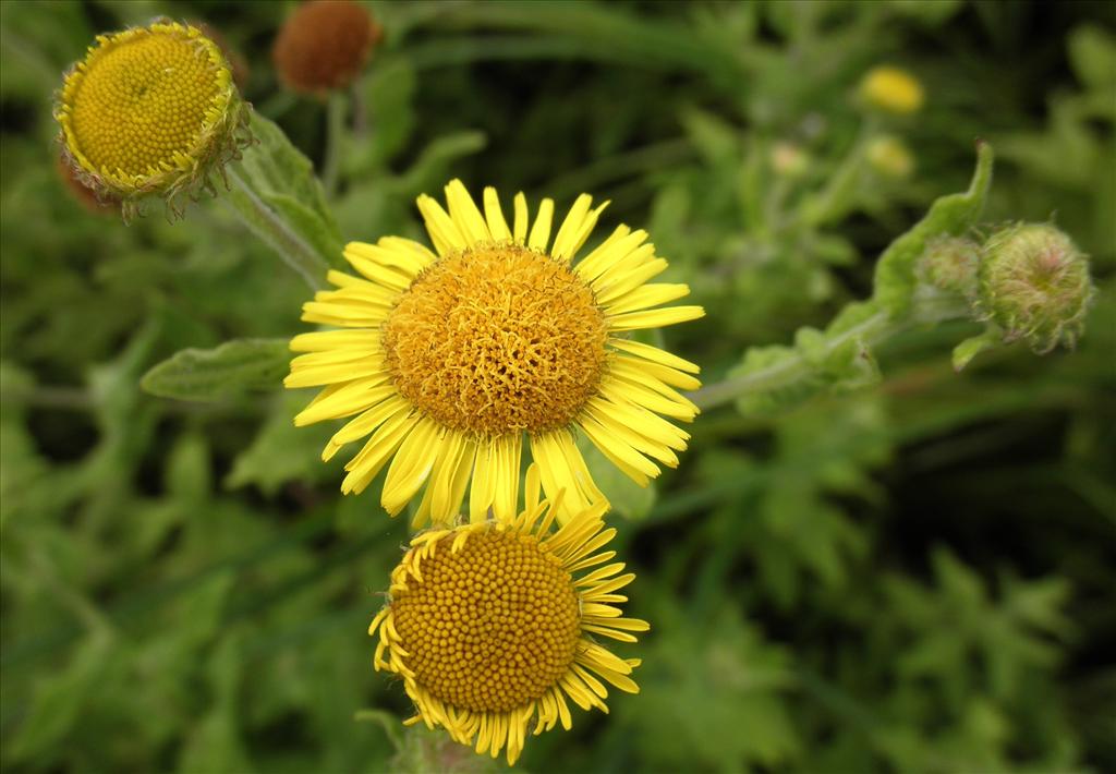 Pulicaria dysenterica (door Bert Verbruggen)