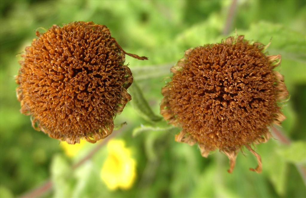 Pulicaria dysenterica (door Bert Verbruggen)