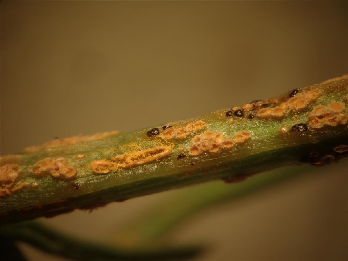 Puccinia lagenophorae (door Leo Jalink)