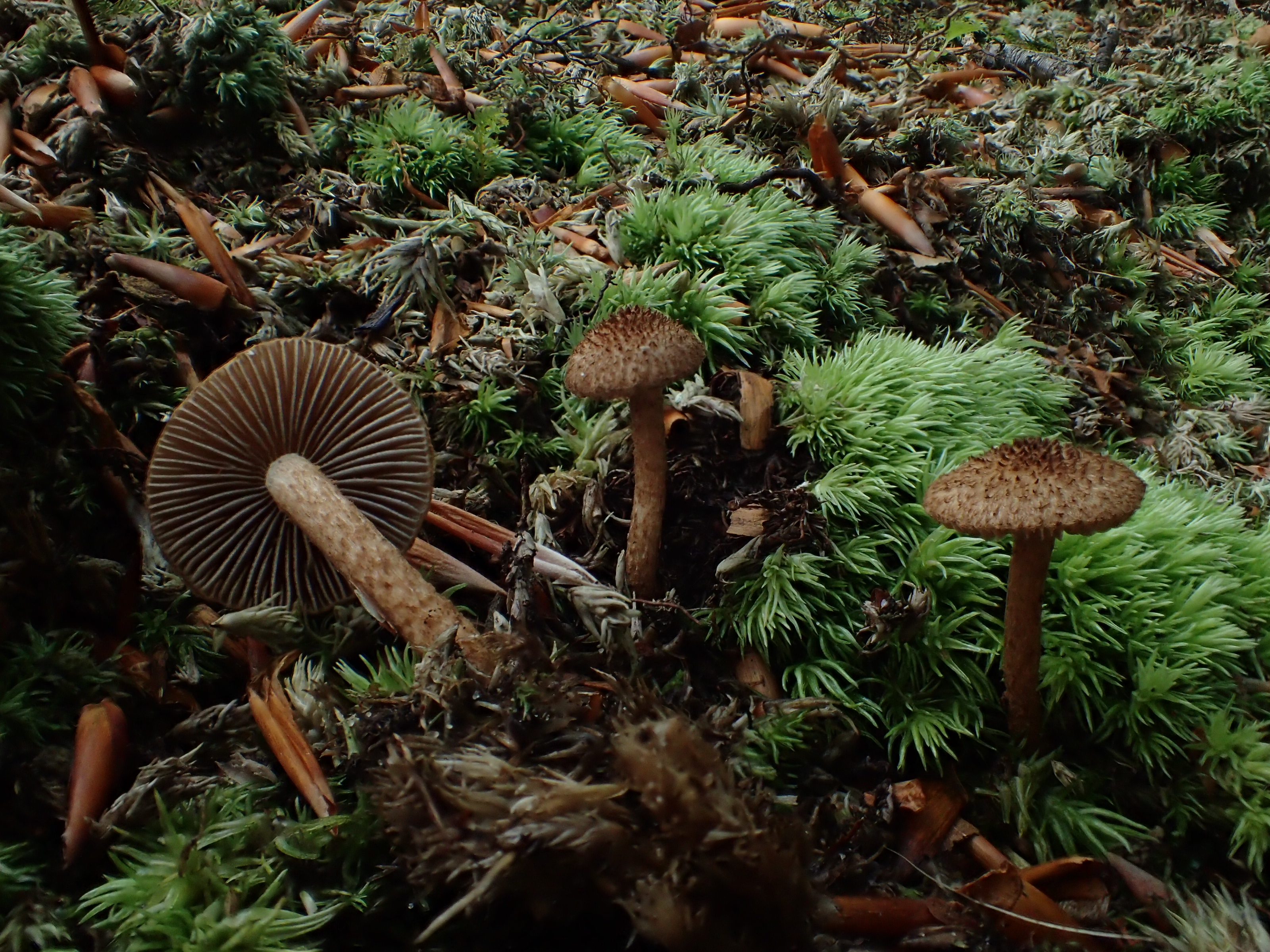 Inocybe lanuginosa (door Leo Jalink)