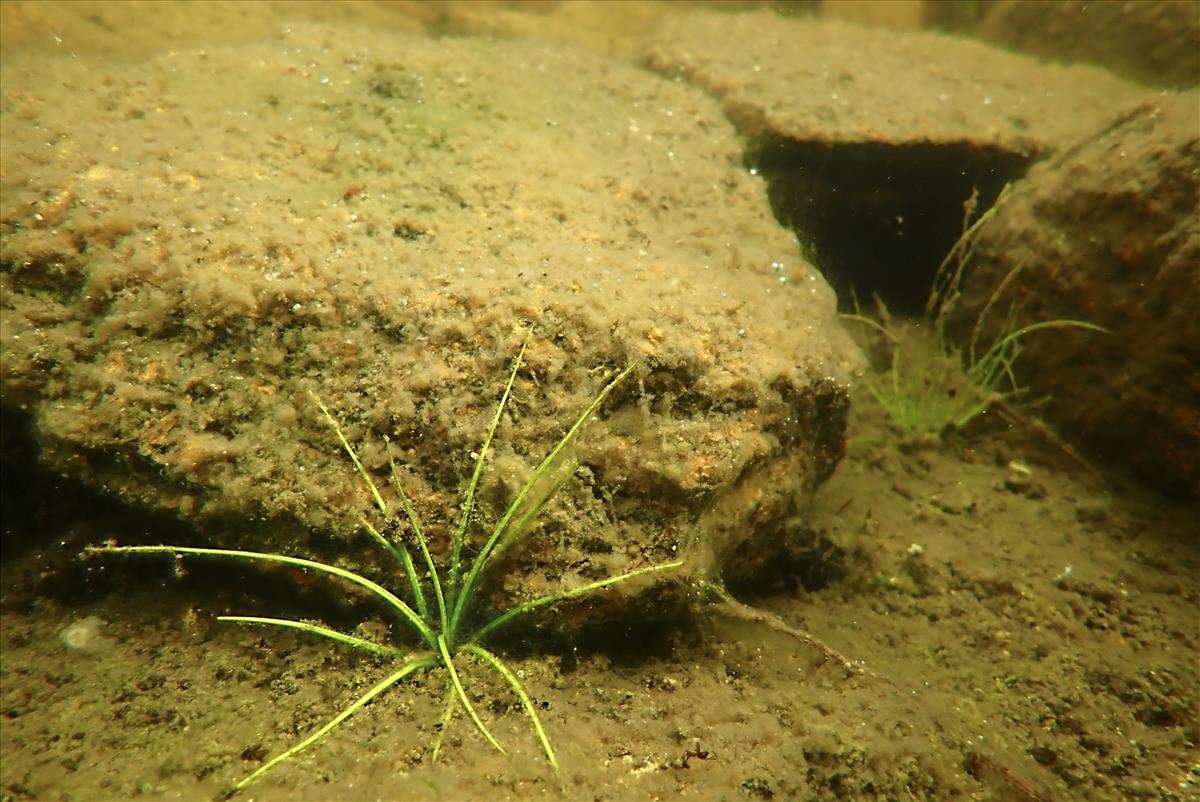 Isoetes lacustris (door Wim de Winter)