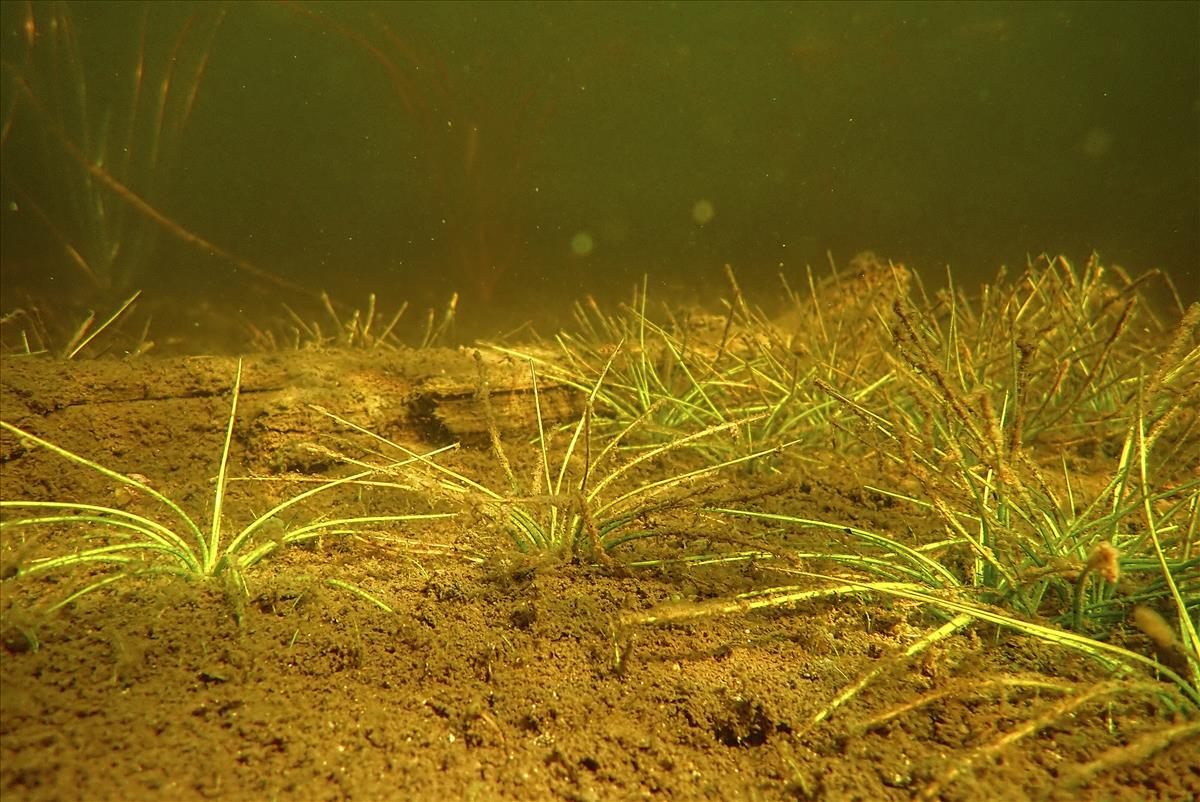 Isoetes lacustris (door Wim de Winter)