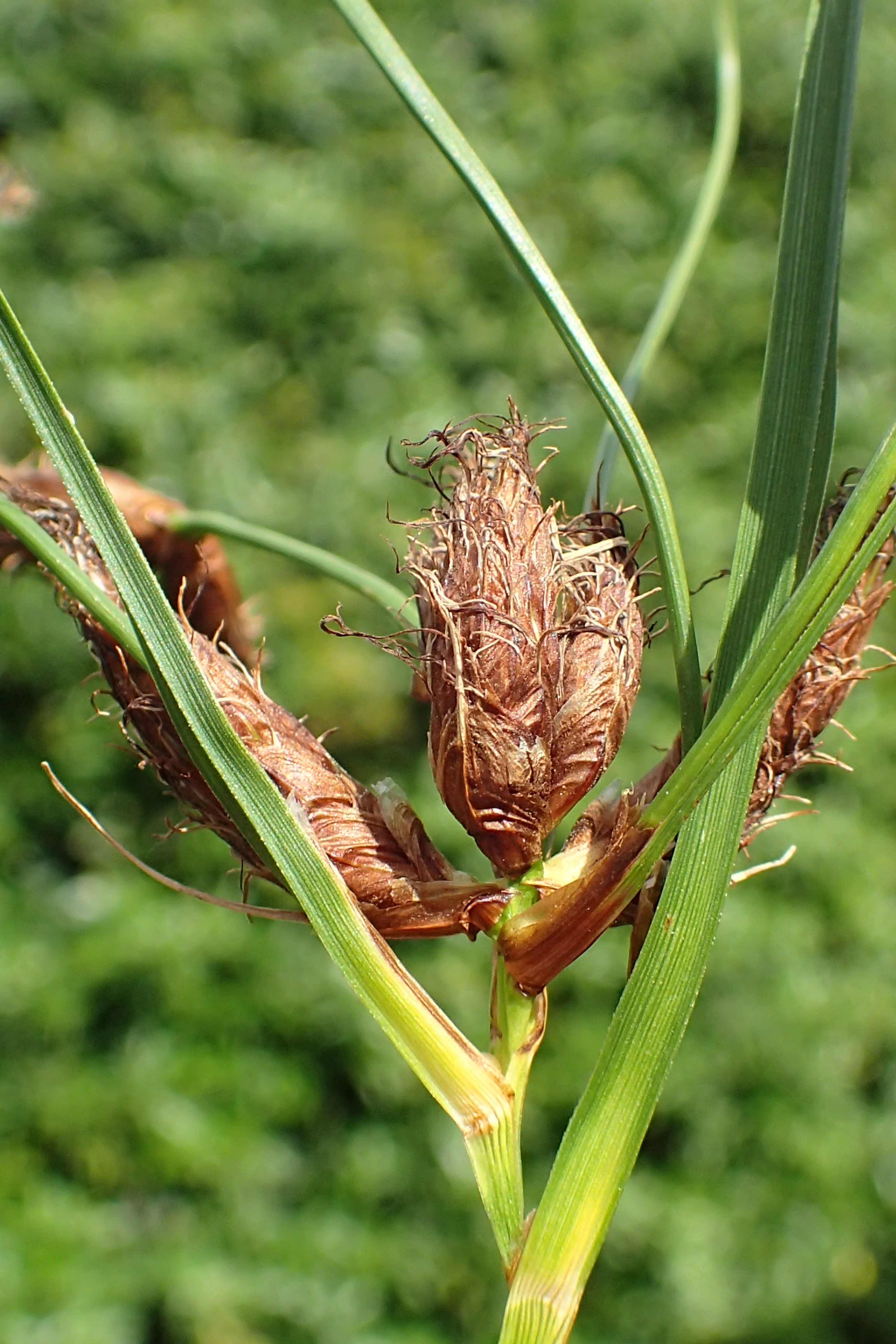 Bolboschoenus laticarpus (door Adrie van Heerden)