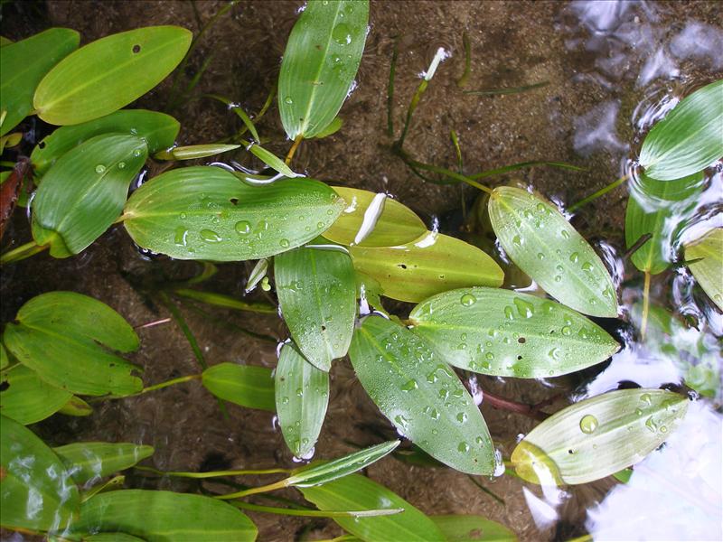 Potamogeton polygonifolius (door Piet Bremer )