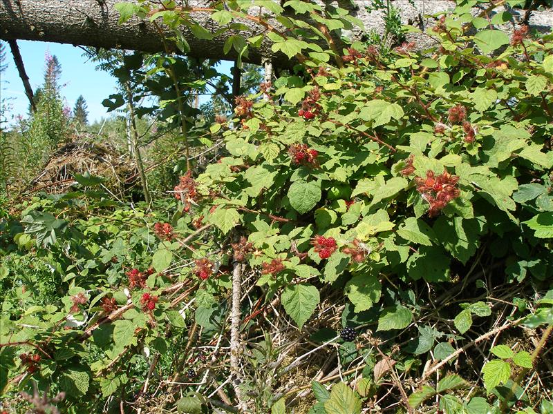 Rubus phoenicolasius (door Piet Bremer )