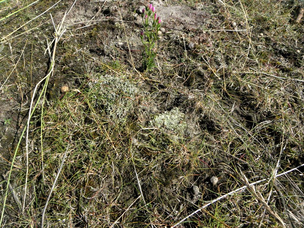 Cladonia cariosa (door Bas Kers)