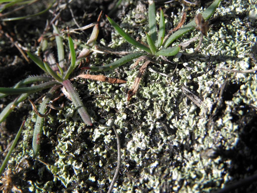 Cladonia cariosa (door Bas Kers)