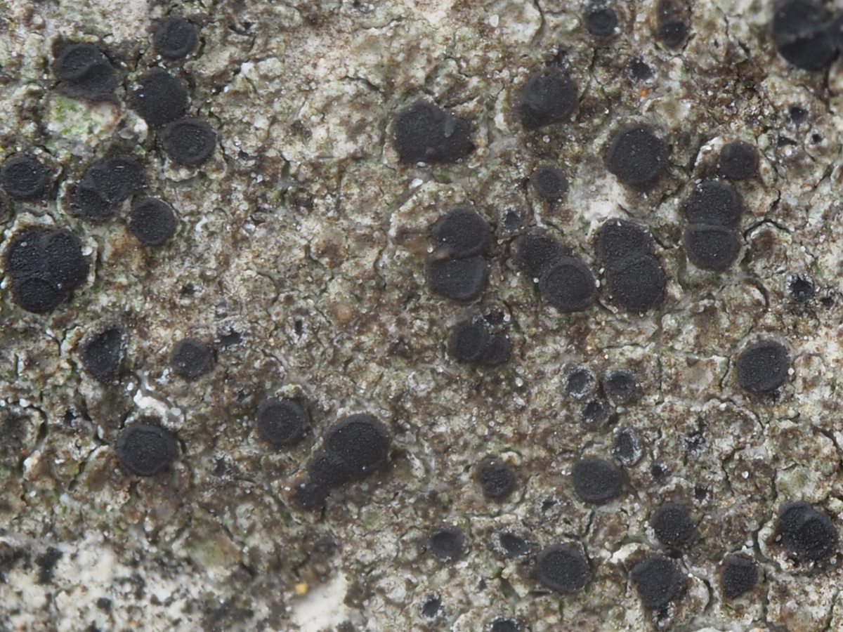 Catillaria lenticularis (door Guido Berger)