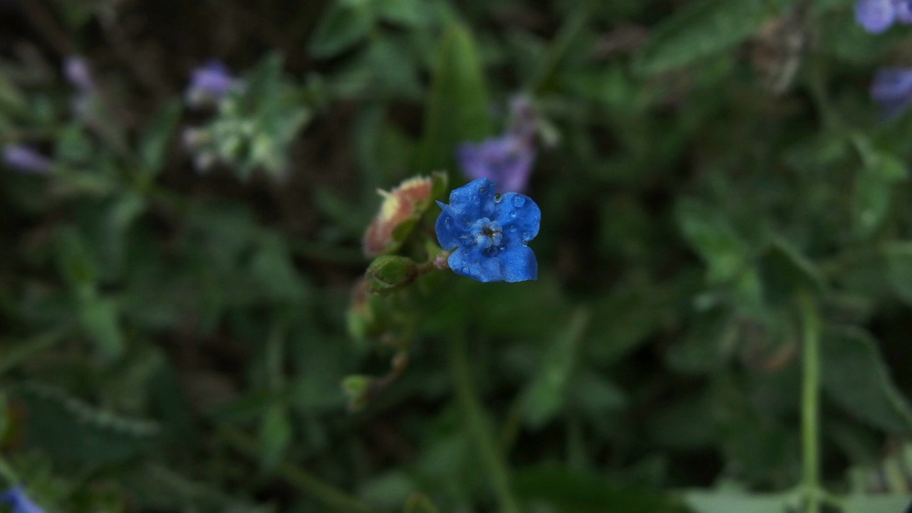 Cynoglossum amabile (door Sipke Gonggrijp)