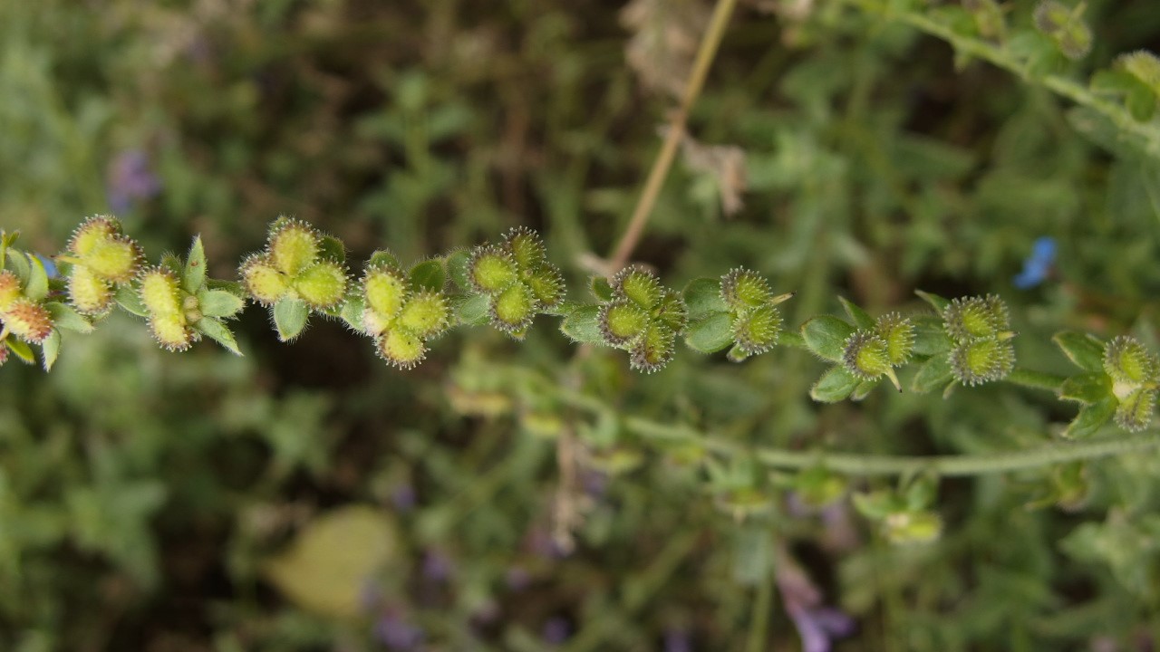 Cynoglossum amabile (door Sipke Gonggrijp)