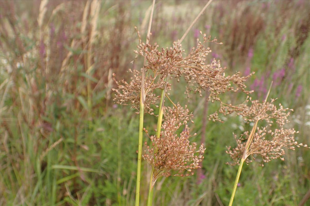 Juncus ochrocoleus (door Sipke Gonggrijp)