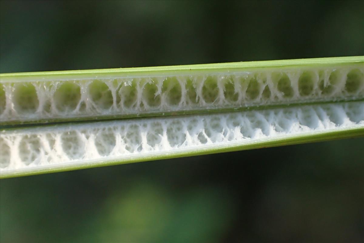 Juncus ochrocoleus (door Sipke Gonggrijp)