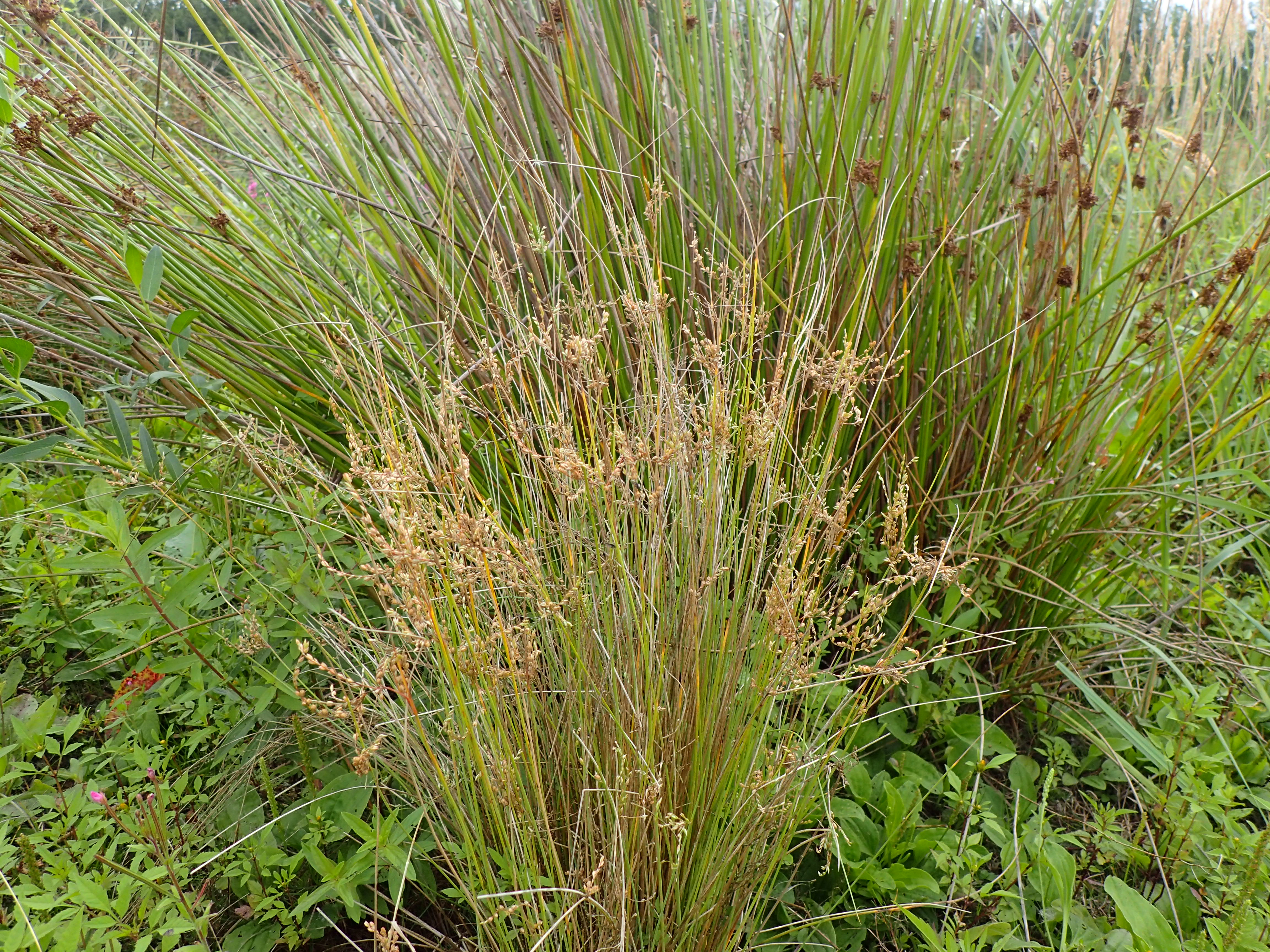 Juncus subsecundus (door Sipke Gonggrijp)