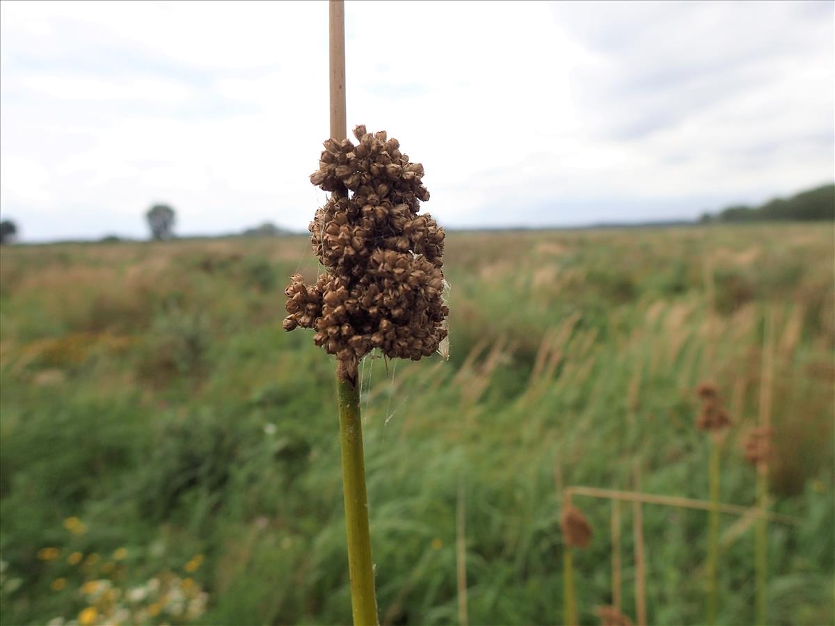 Juncus procerus (door Sipke Gonggrijp)