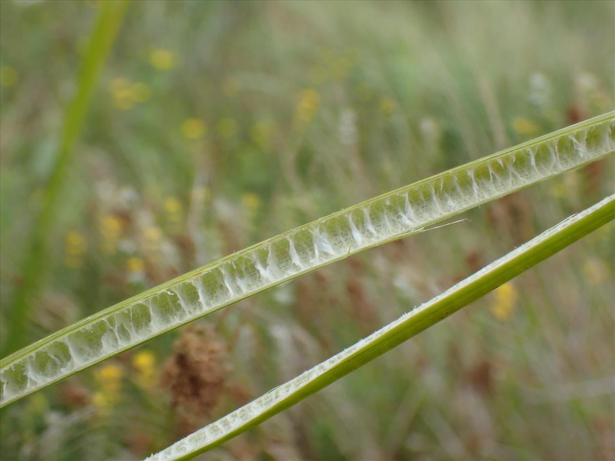 Juncus procerus (door Sipke Gonggrijp)