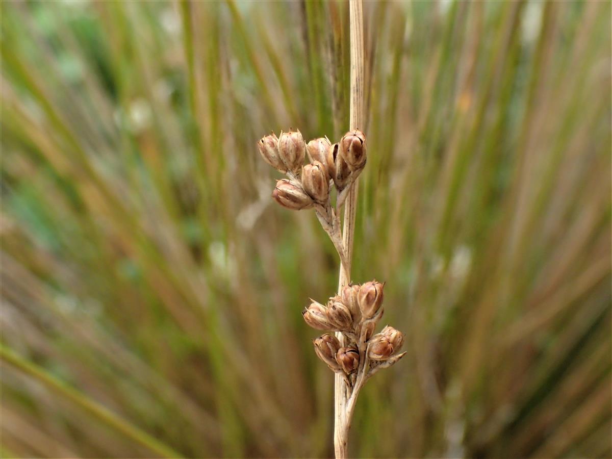 Juncus distegus (door Sipke Gonggrijp)