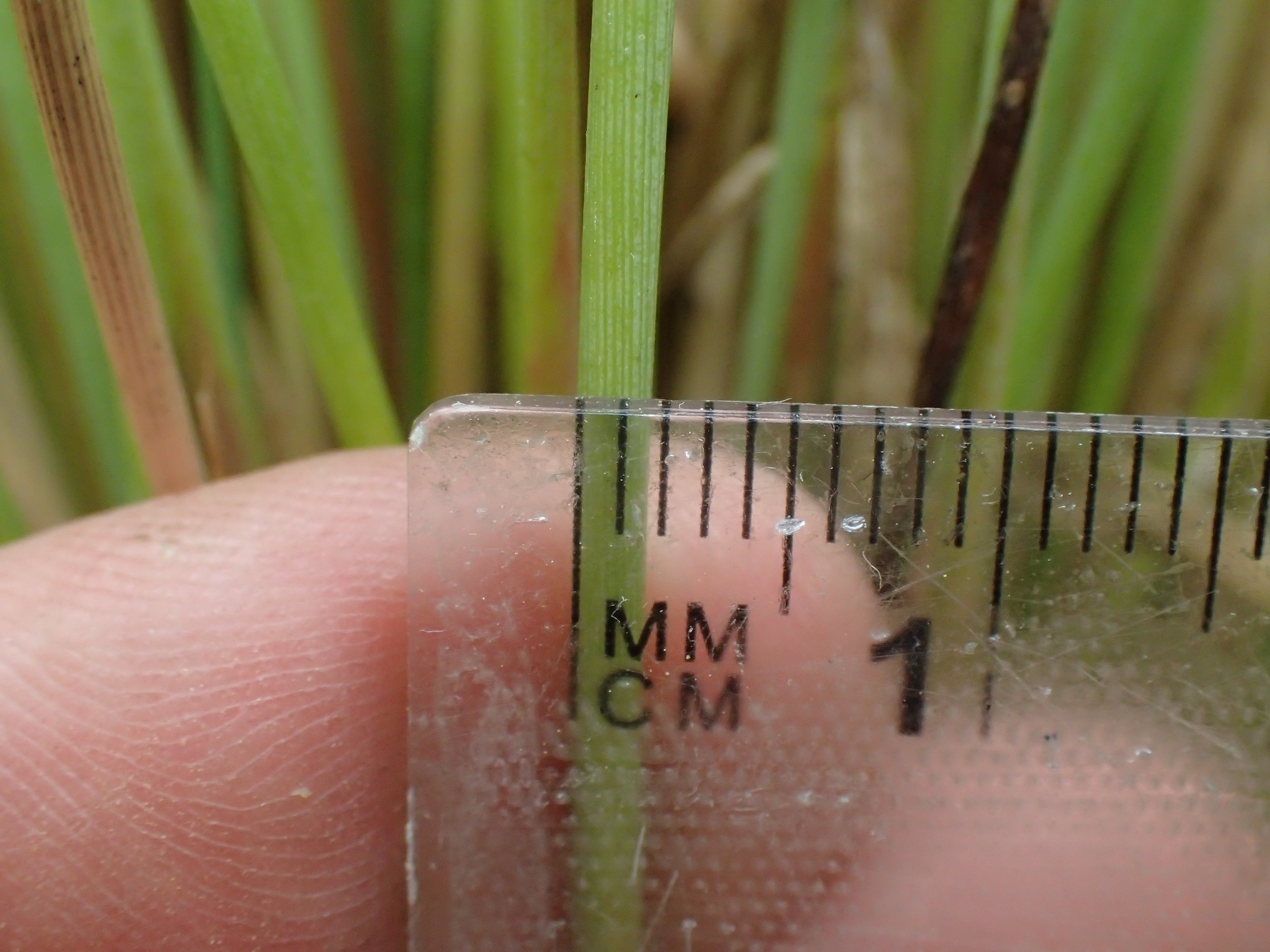 Juncus filicaulis (door Sipke Gonggrijp)