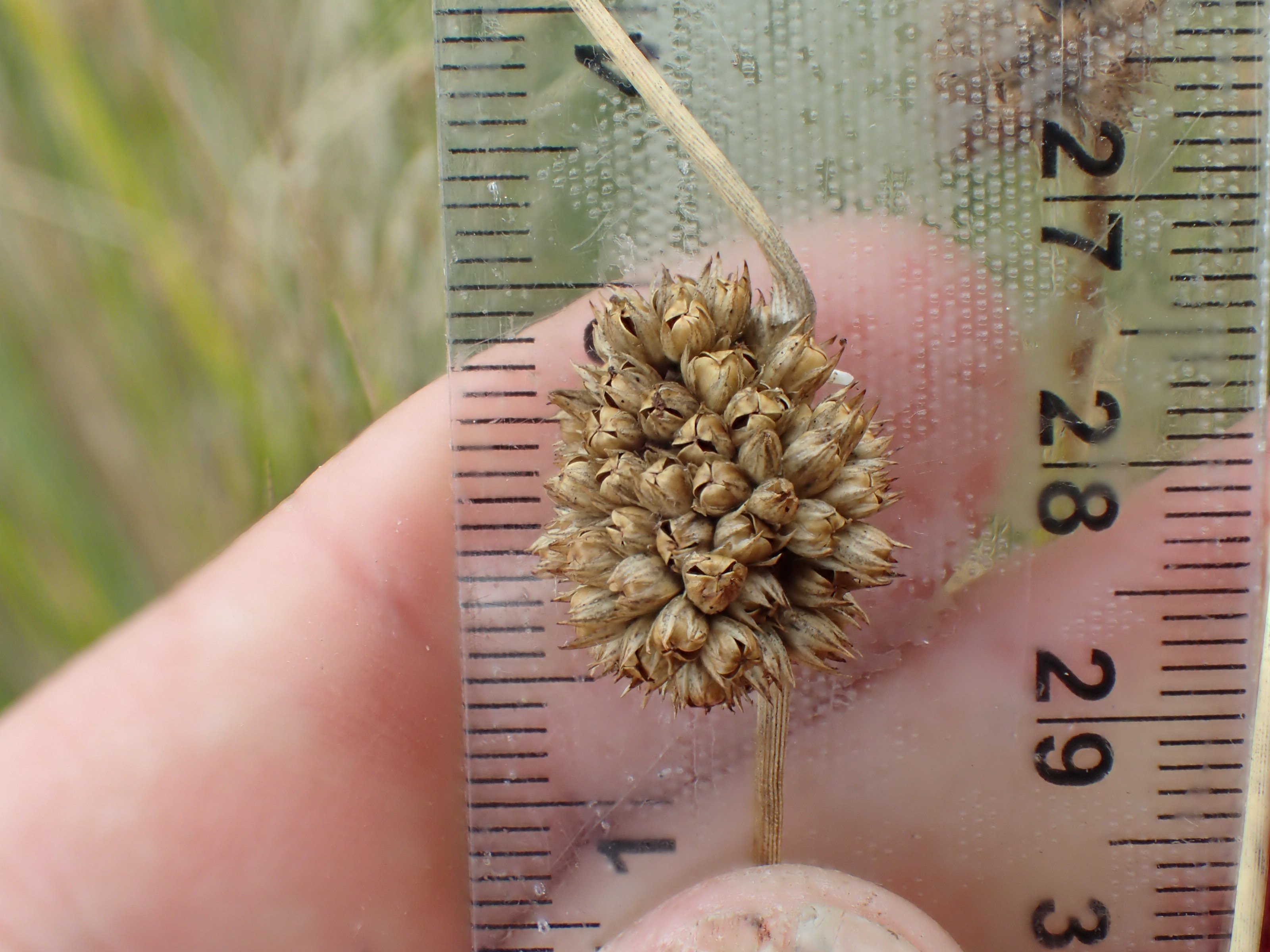 Juncus filicaulis (door Sipke Gonggrijp)