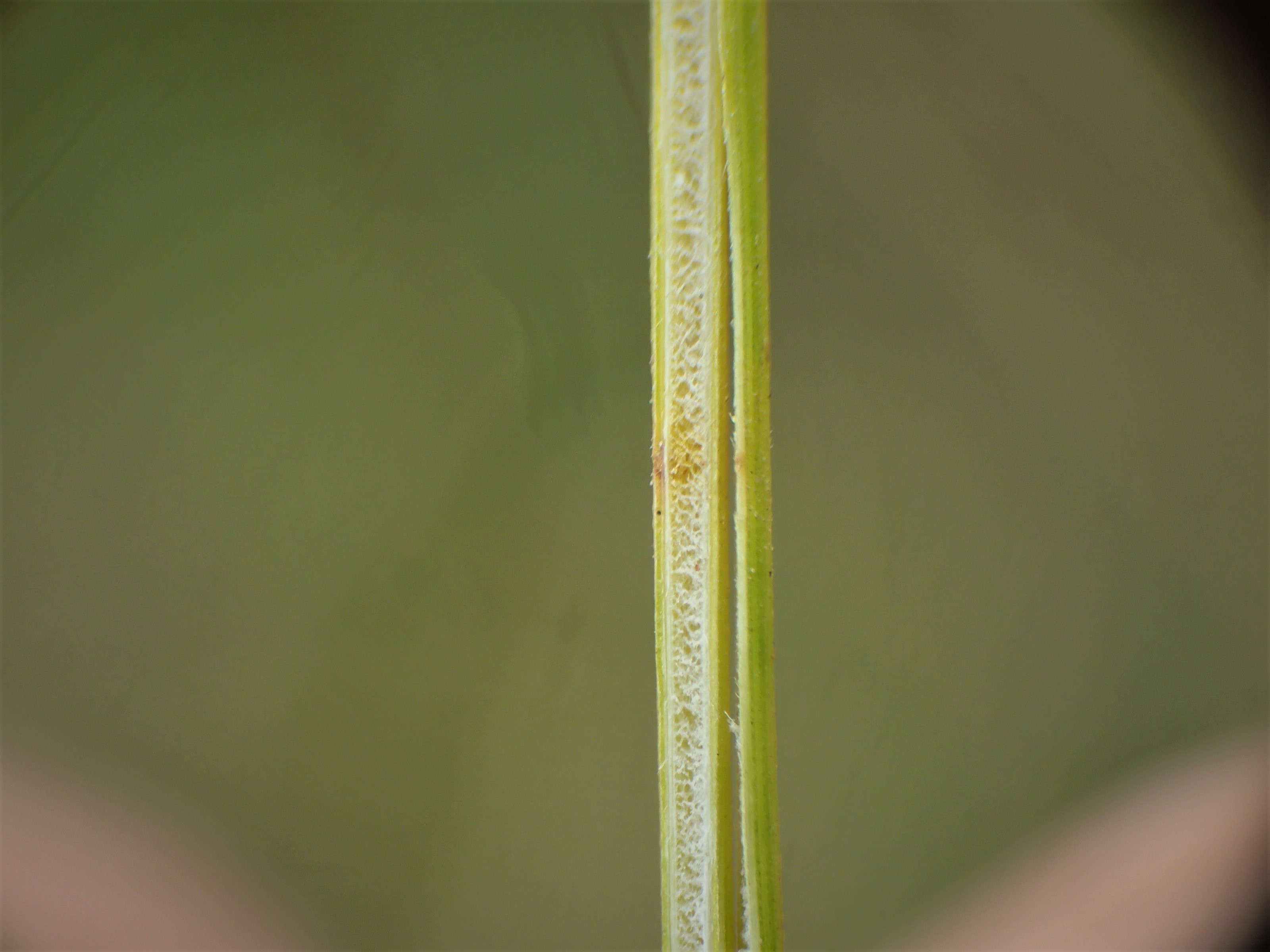 Juncus filicaulis (door Sipke Gonggrijp)