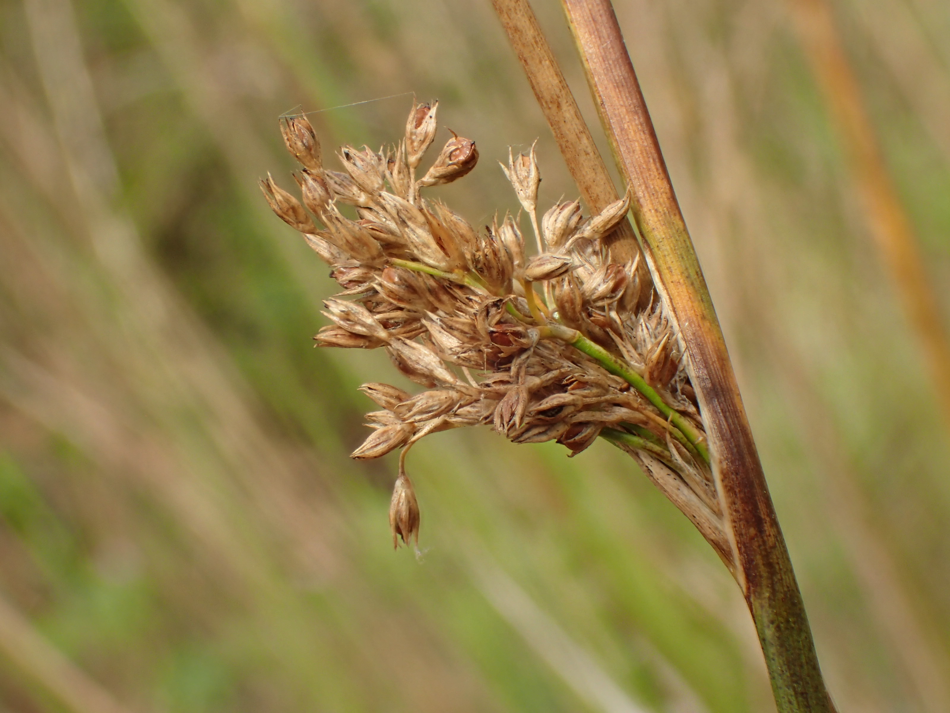 Juncus x diffusus (door Sipke Gonggrijp)