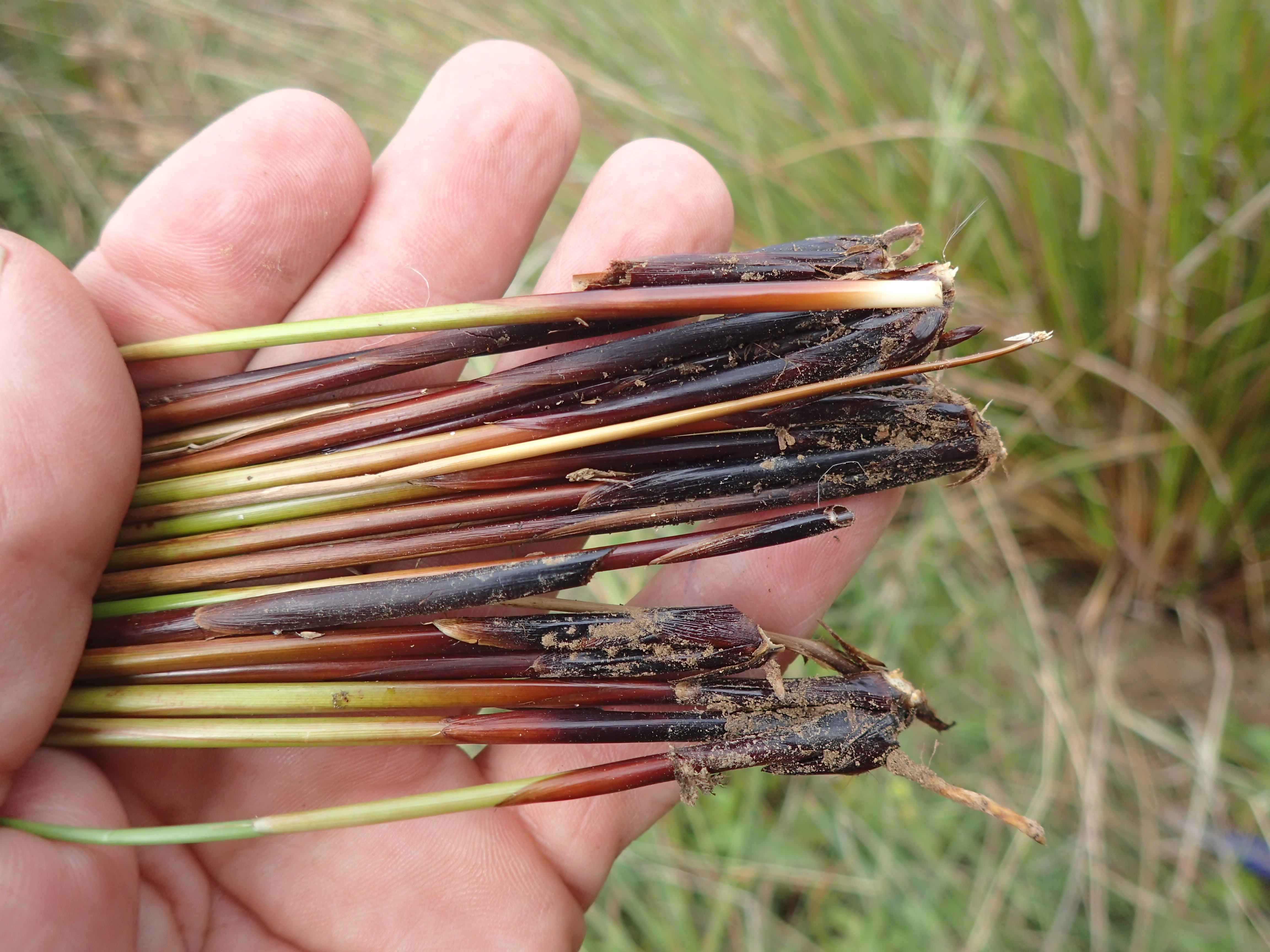 Juncus x diffusus (door Sipke Gonggrijp)