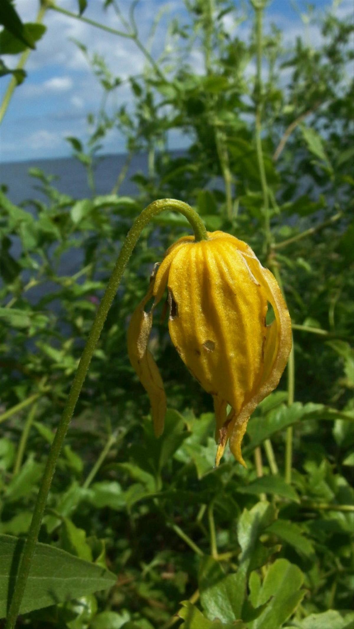 Clematis tangutica (door Sipke Gonggrijp)