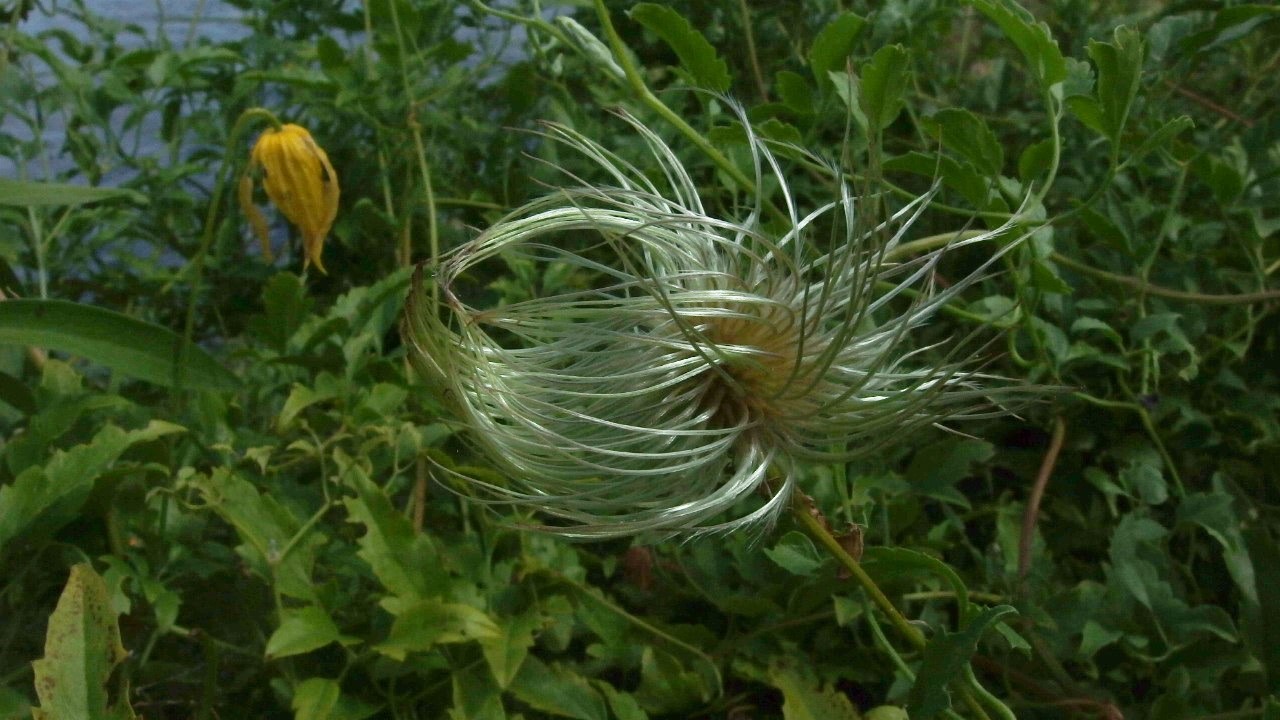 Clematis tangutica (door Sipke Gonggrijp)