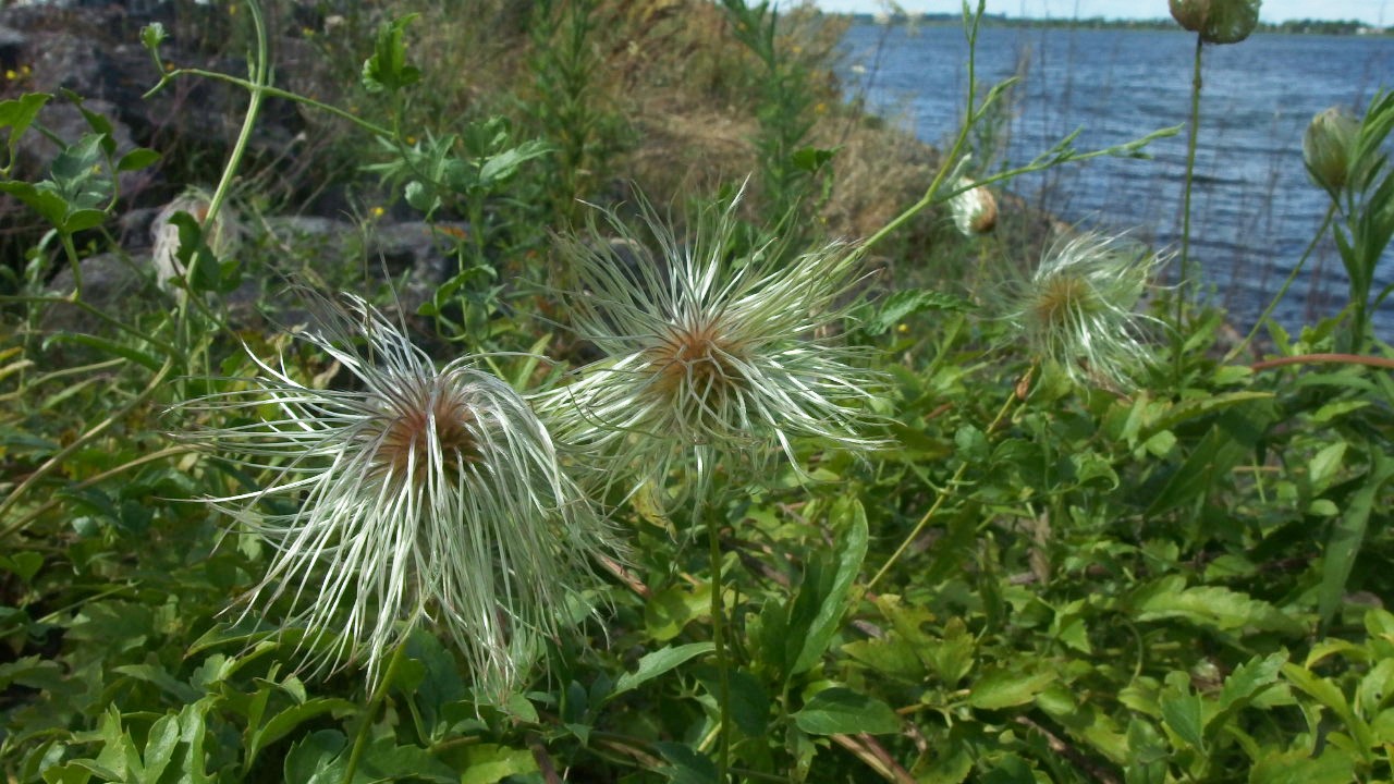 Clematis tangutica (door Sipke Gonggrijp)