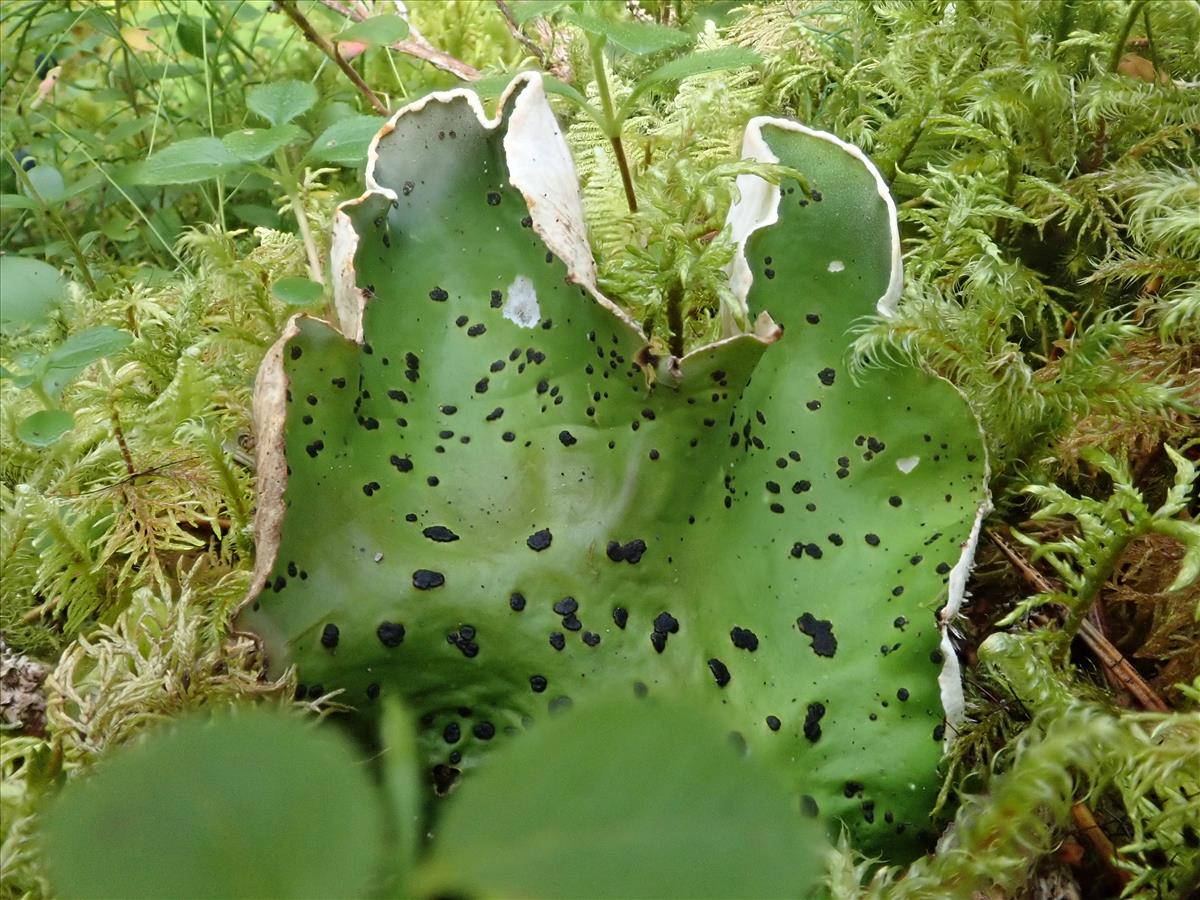 Peltigera aphthosa (door Lukas Verboom)