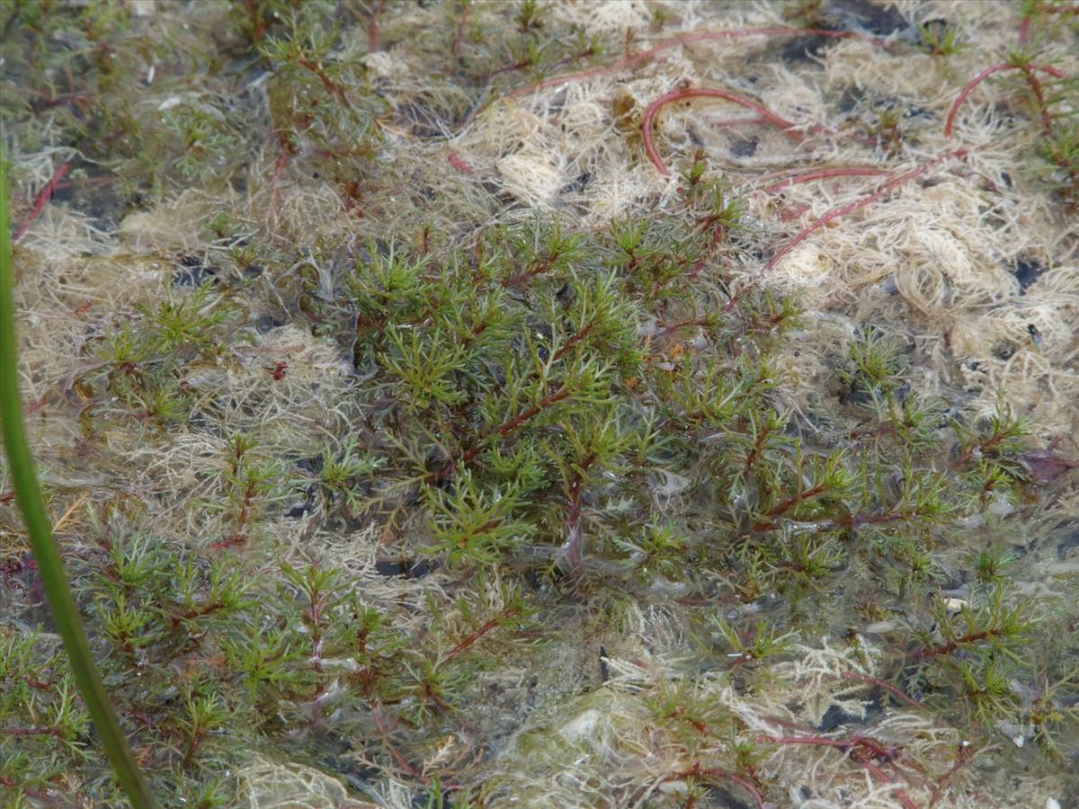 Myriophyllum alterniflorum (door Willemien Troelstra)