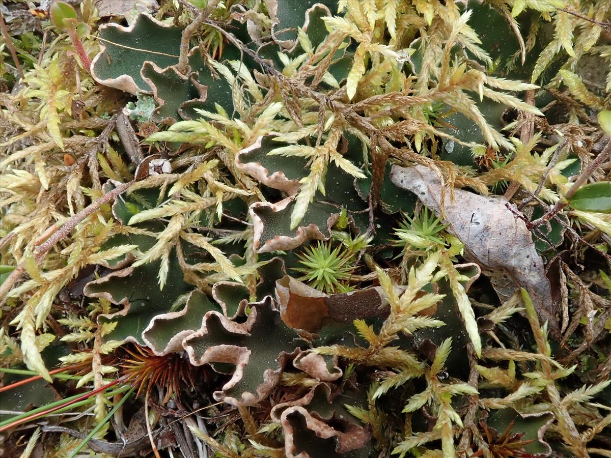 Peltigera malacea (door Lukas Verboom)