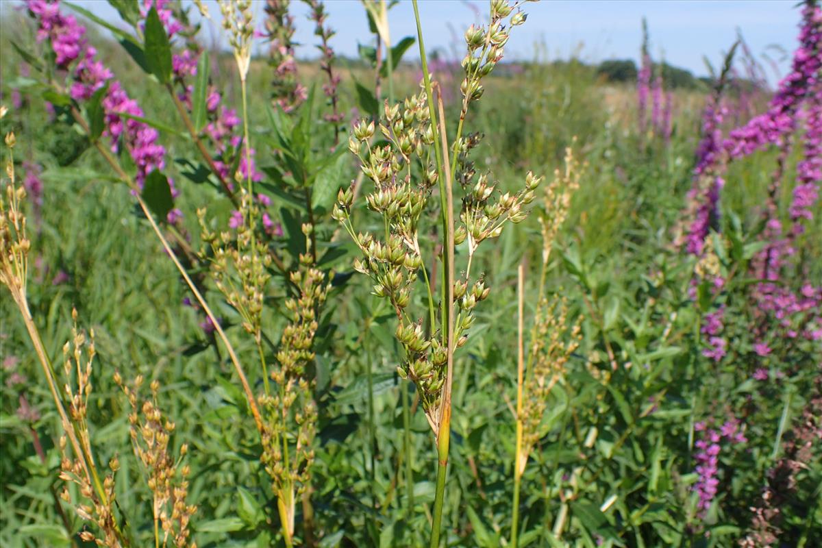 Juncus rigidus (door Sipke Gonggrijp)