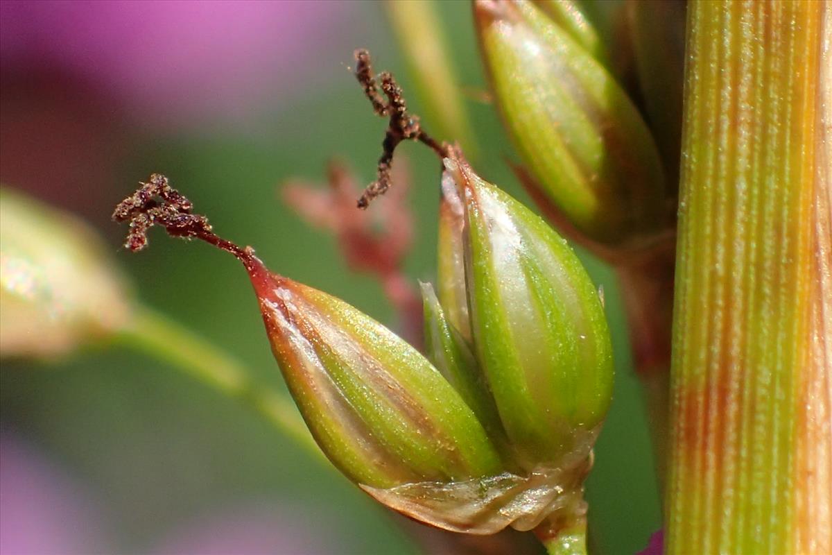 Juncus rigidus (door Sipke Gonggrijp)