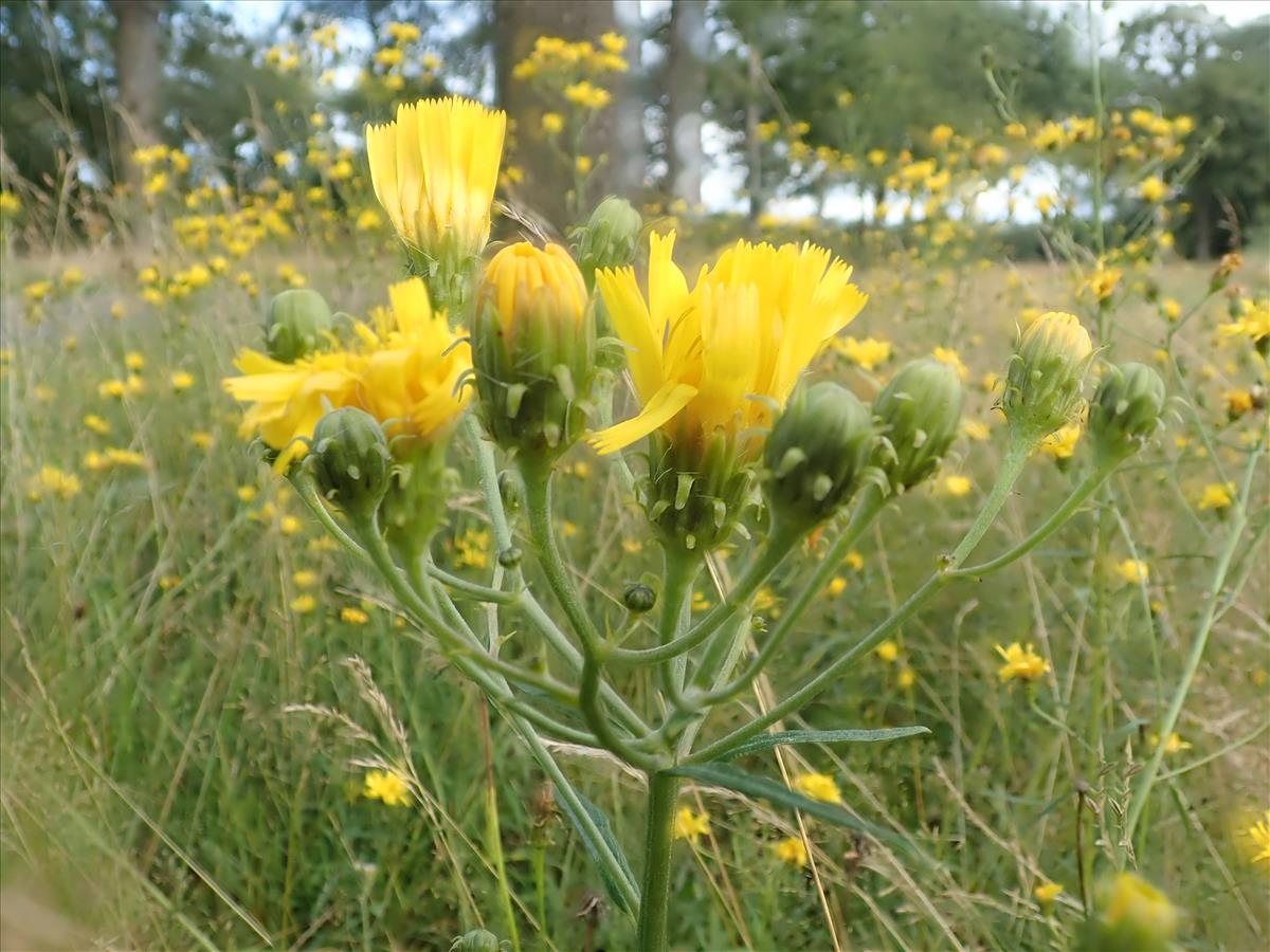 Hieracium sect. Hieracioides (door Edwin Dijkhuis)