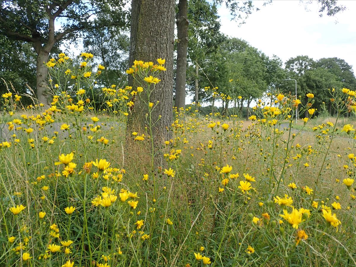 Hieracium sect. Hieracioides (door Edwin Dijkhuis)