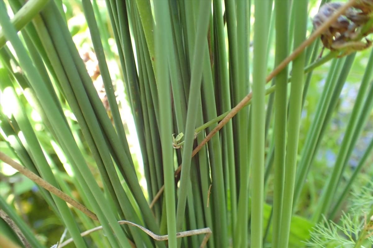 Juncus amabilis (door Sipke Gonggrijp)