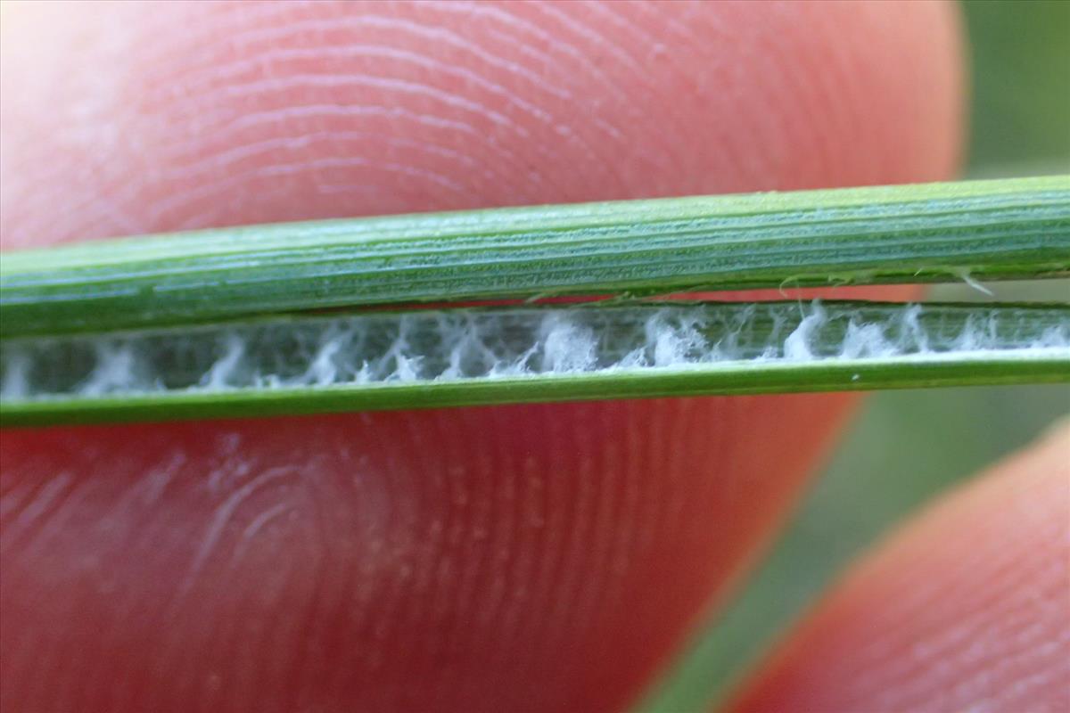 Juncus amabilis (door Sipke Gonggrijp)