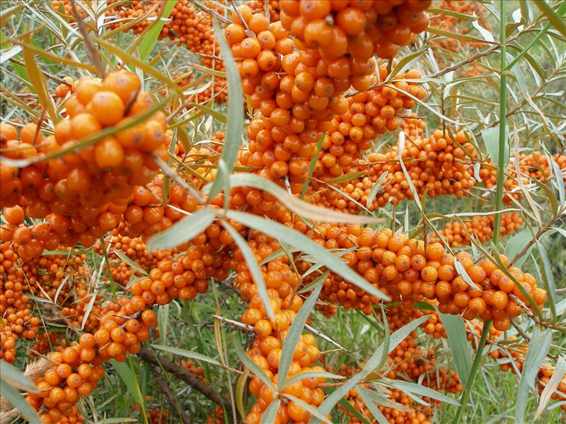 Hippophae rhamnoides (door Piet Bremer )