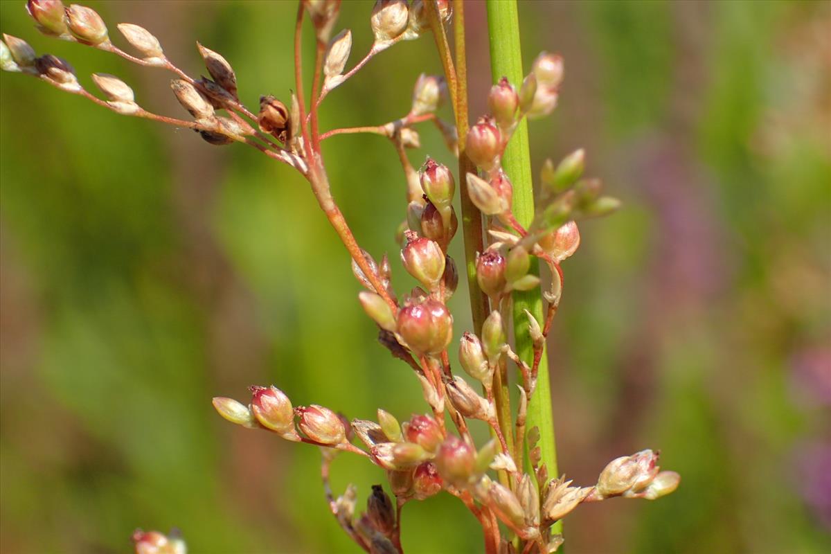 Juncus usitatus (door Sipke Gonggrijp)