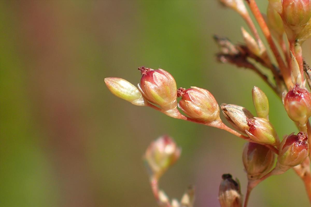 Juncus usitatus (door Sipke Gonggrijp)